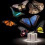 фото Живые бабочки 4