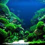 фото Акванариум 5