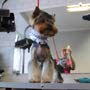 фото Стрижка собак, зоосалон "ЗОЛОТОЙ ОСКАР" 3