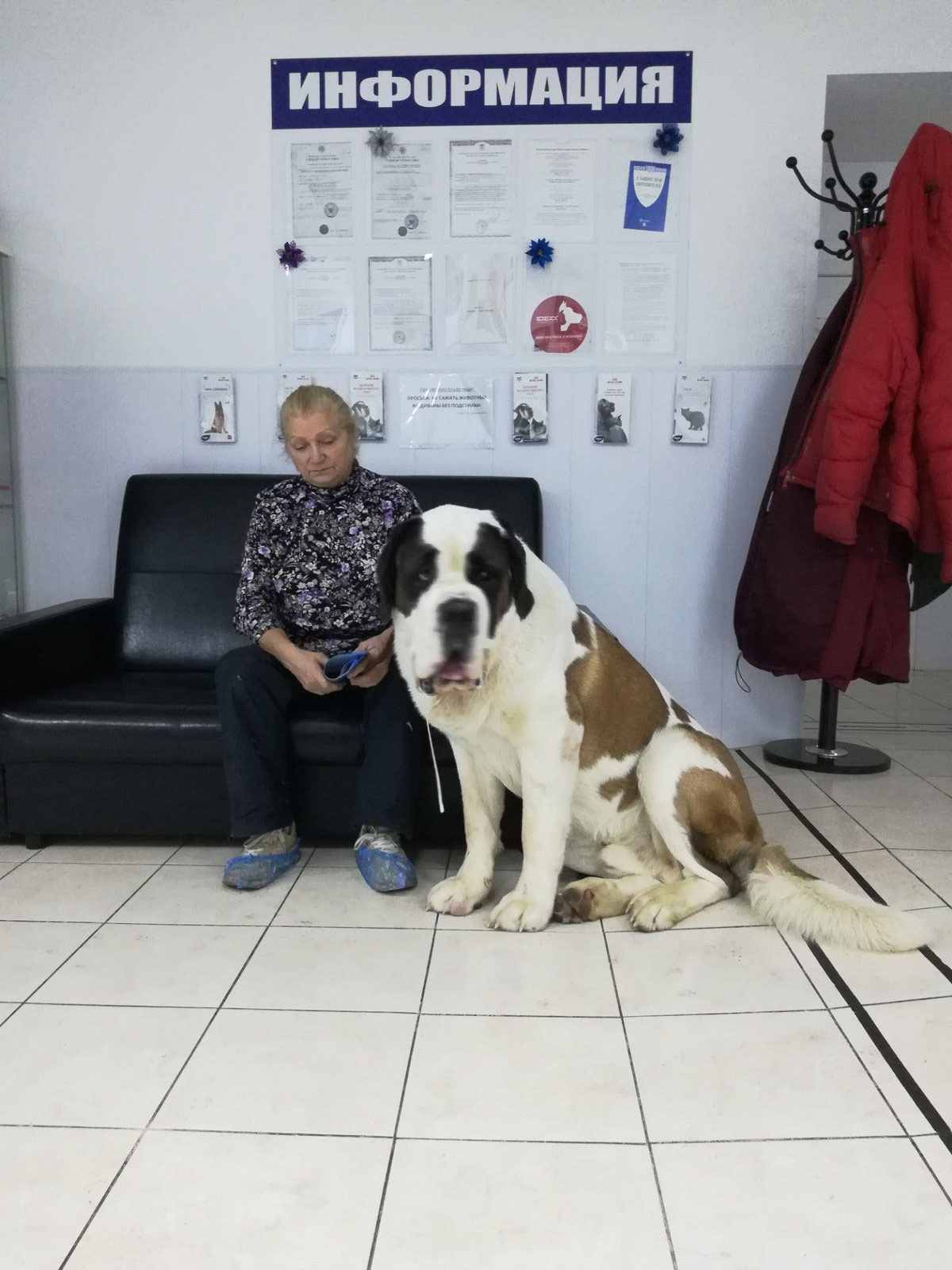 Ветеринарный прием. Ветеринар экзотических животных спб. Доктор гиль ветклиника. Ветеринар экзотических животных спб. Гиль ветеринарная.