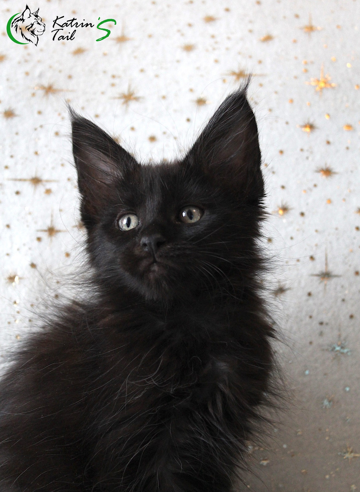 Купить Мейн Куна В Санкт Петербурге