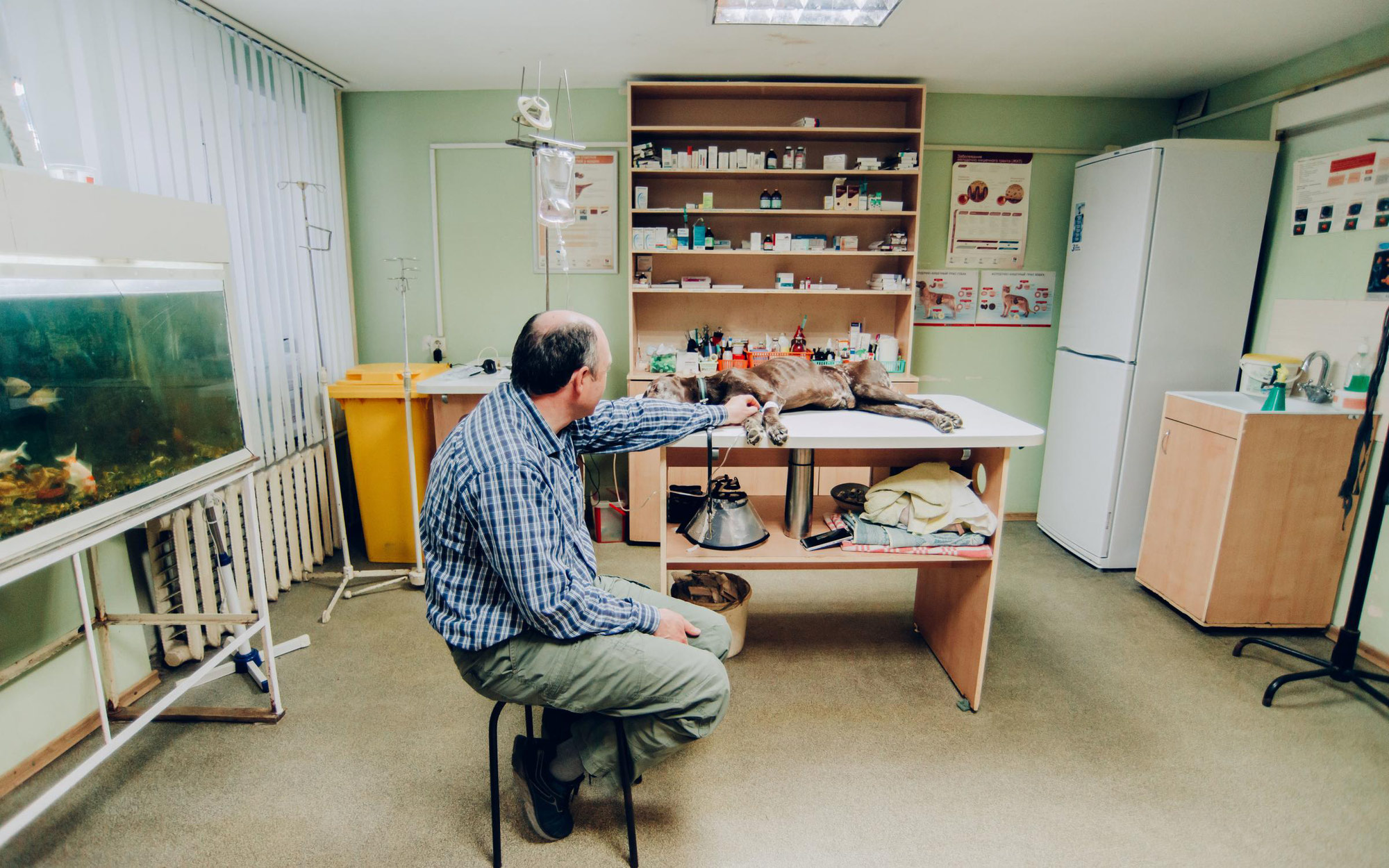 новосёлов 37 рязань ветклиника. доктор вет, вязники. доктор вет старый оскол. доктор вет йошкар ола. доктор вет йошкар ола.