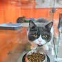 фото Гостиница для животных Cat Hotel Krasnodar на улице Евгении Жигуленко 5