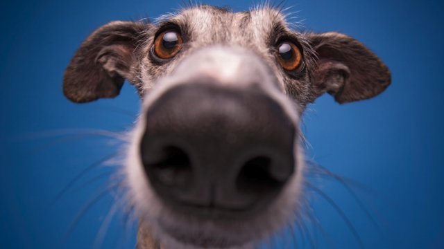 Vikxie rinde homenaje a la lealtad incondicional en su nuevo single “Huellas 2.0”