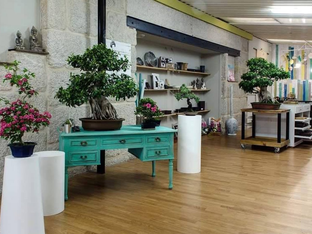 Centro Arte Bonsai Vigo