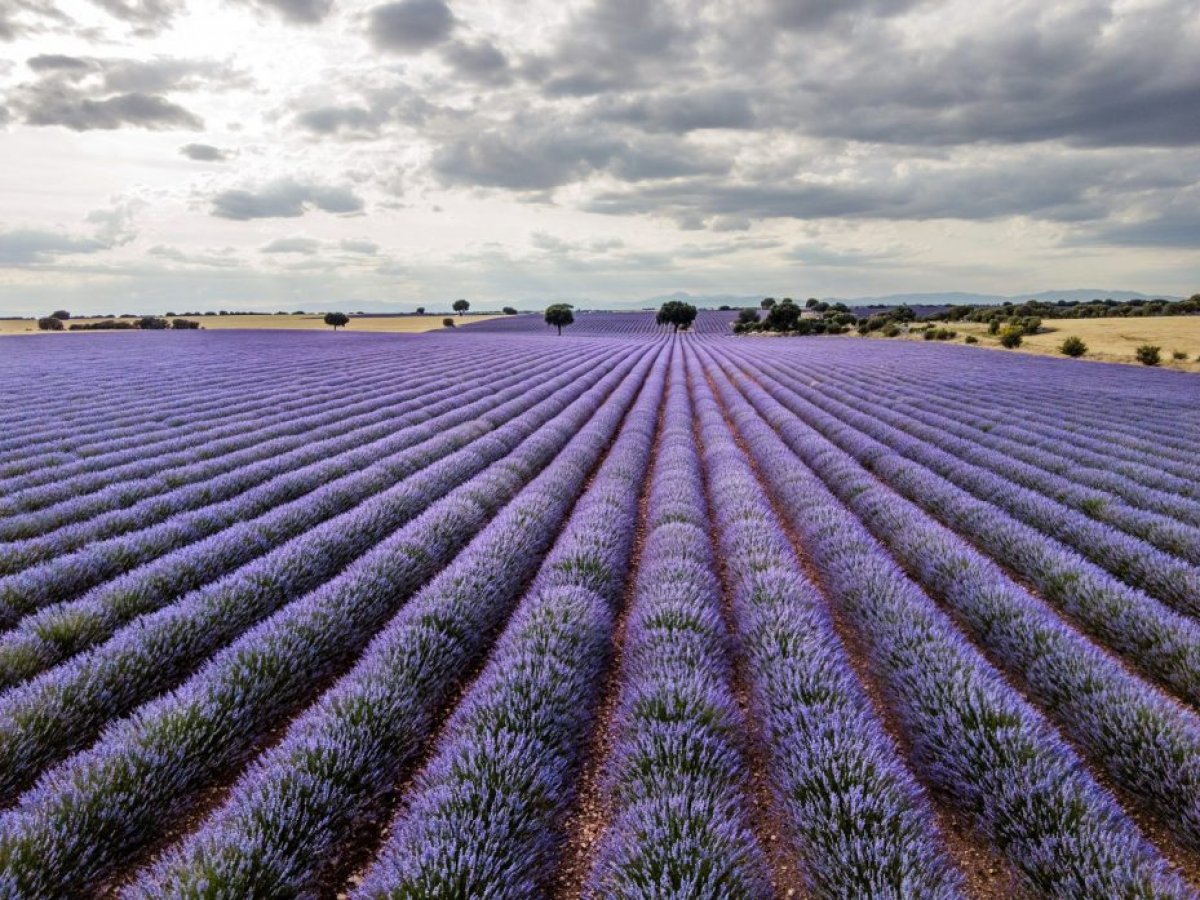 Campos de Lavanda de Almadrones