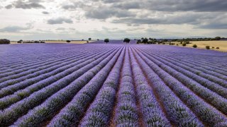 Campos de Lavanda de Almadrones