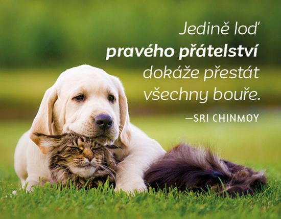 Magnet na lednici Jedině loď přátelství dokáže přestát všechny bouře