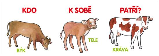 Kdo k sobě patří? - 978-80-7497-378-9