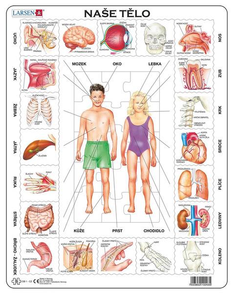 Levně Puzzle Naše tělo