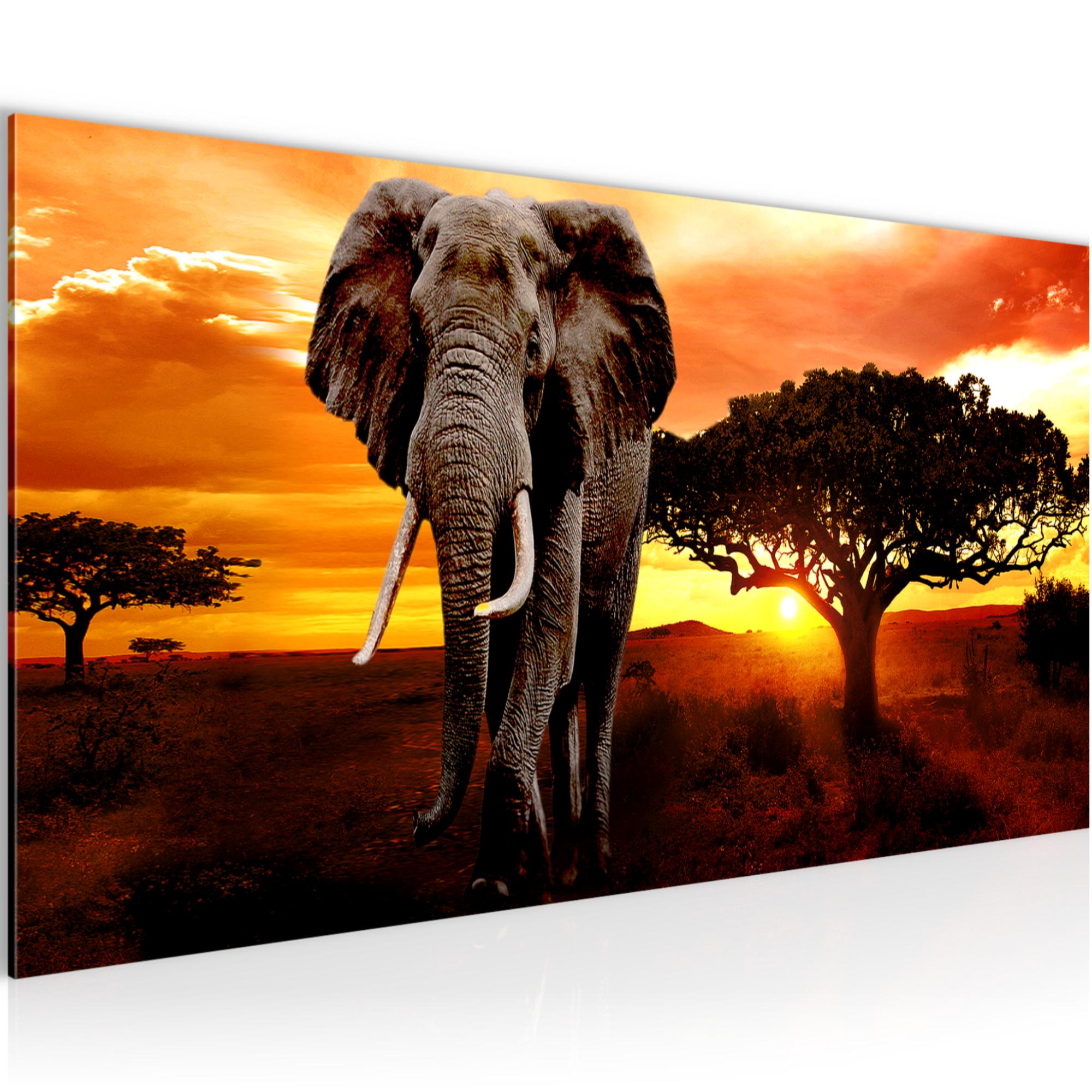 WANDBILDER XXL BILDER Afrika Elefant VLIES LEINWAND BILD KUNSTDRUCK