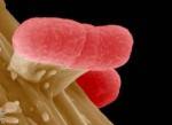 Afbeelding blog 'Voorkom EHEC-besmetting bij kinderen!'