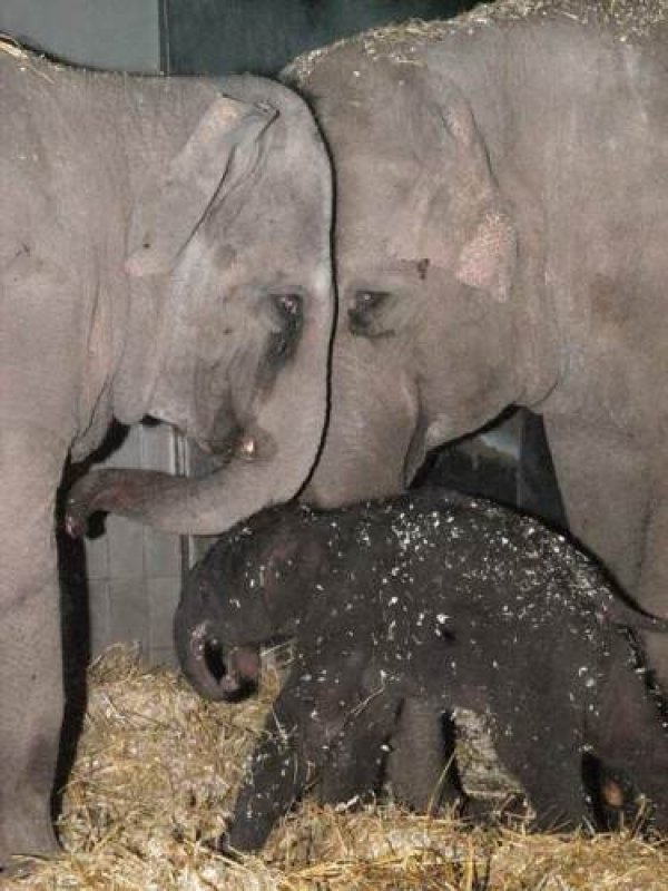 Afbeelding blog 'Dagje weg met kids? Artis heeft een babyolifantje!'