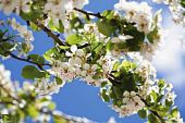Achtergrond blur afbeelding