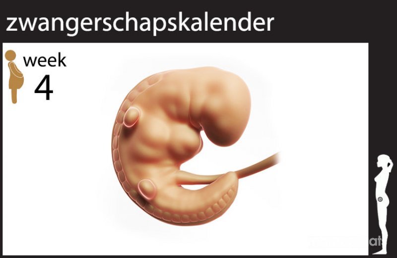 6 weken zwanger moe