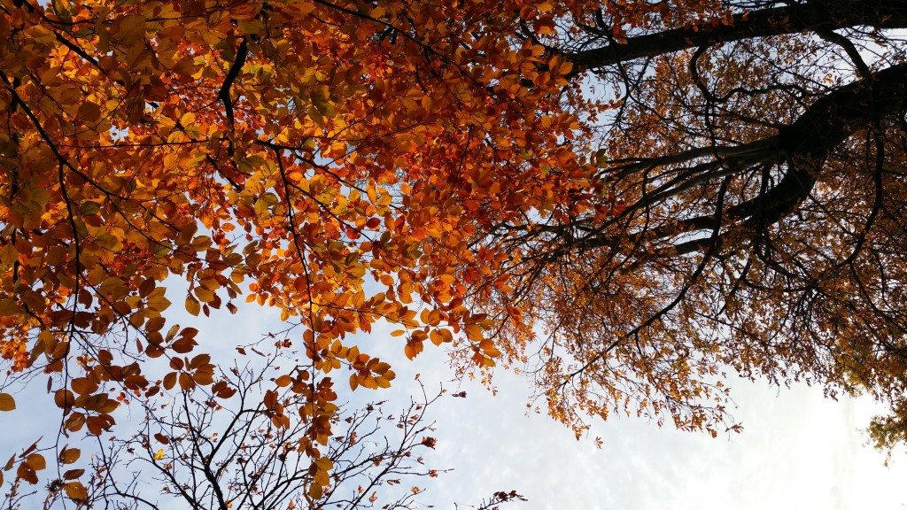 Blog header image