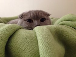 Hbbbrl