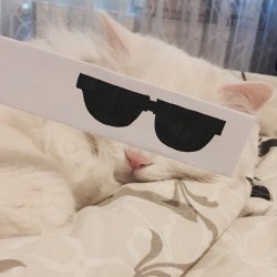 vovathecat