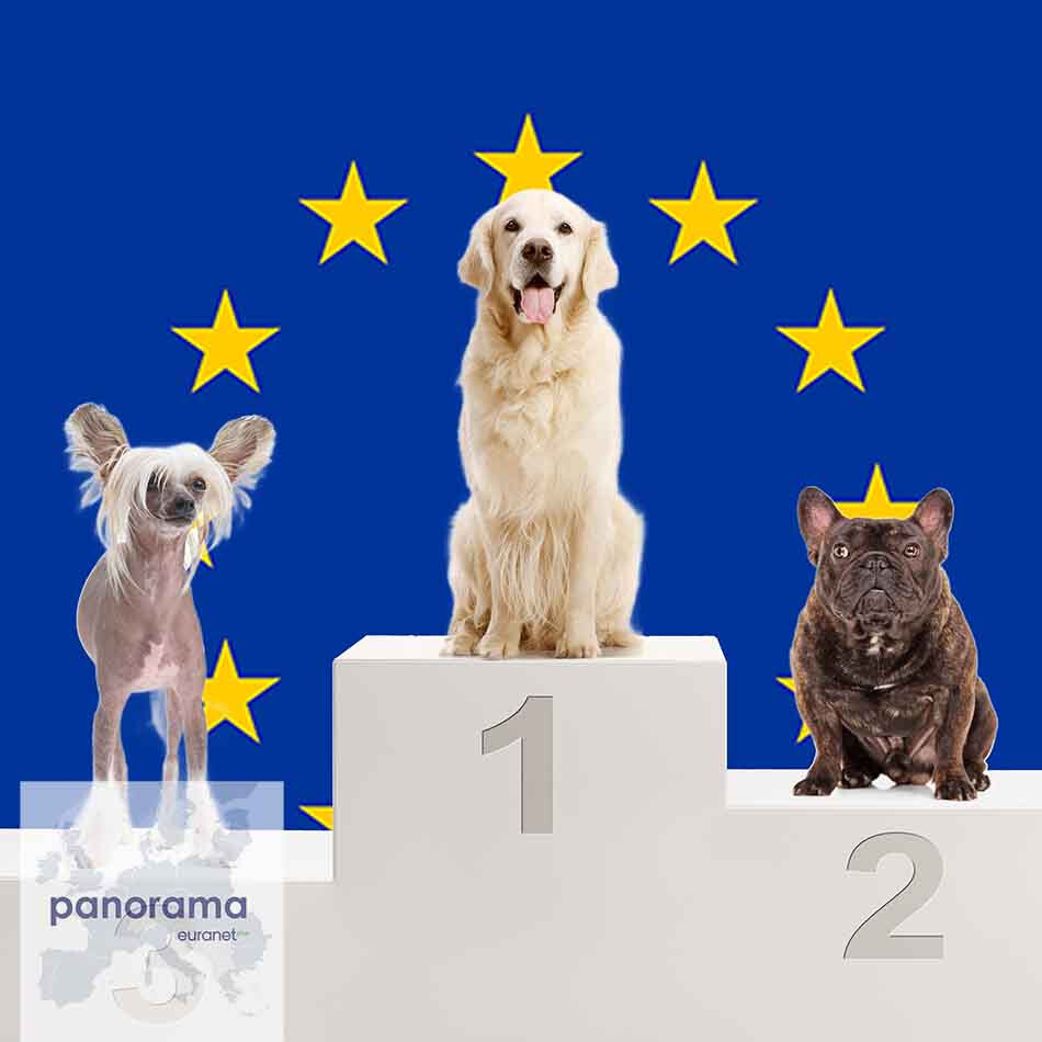 Who will be top dog?