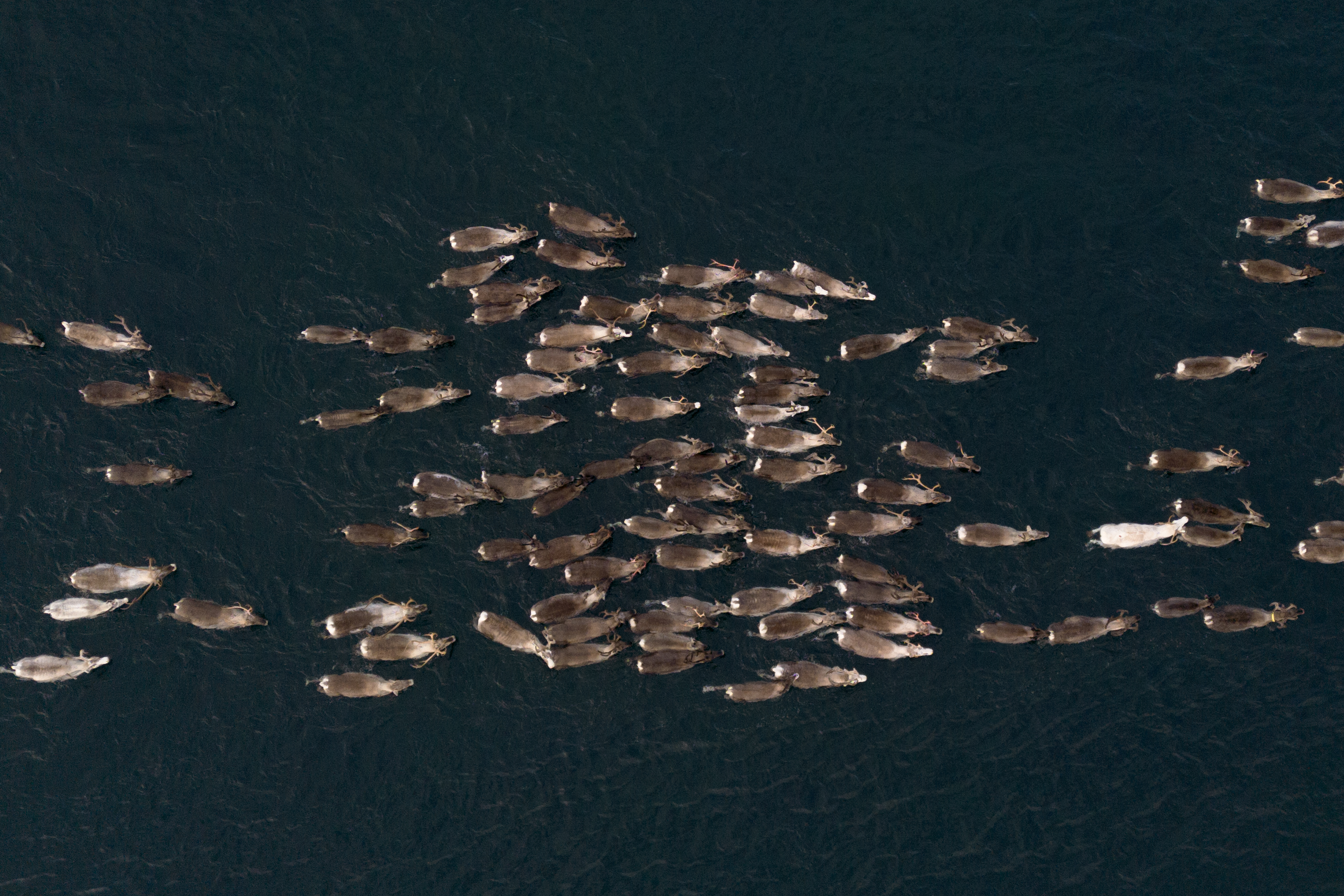 DJI 0648