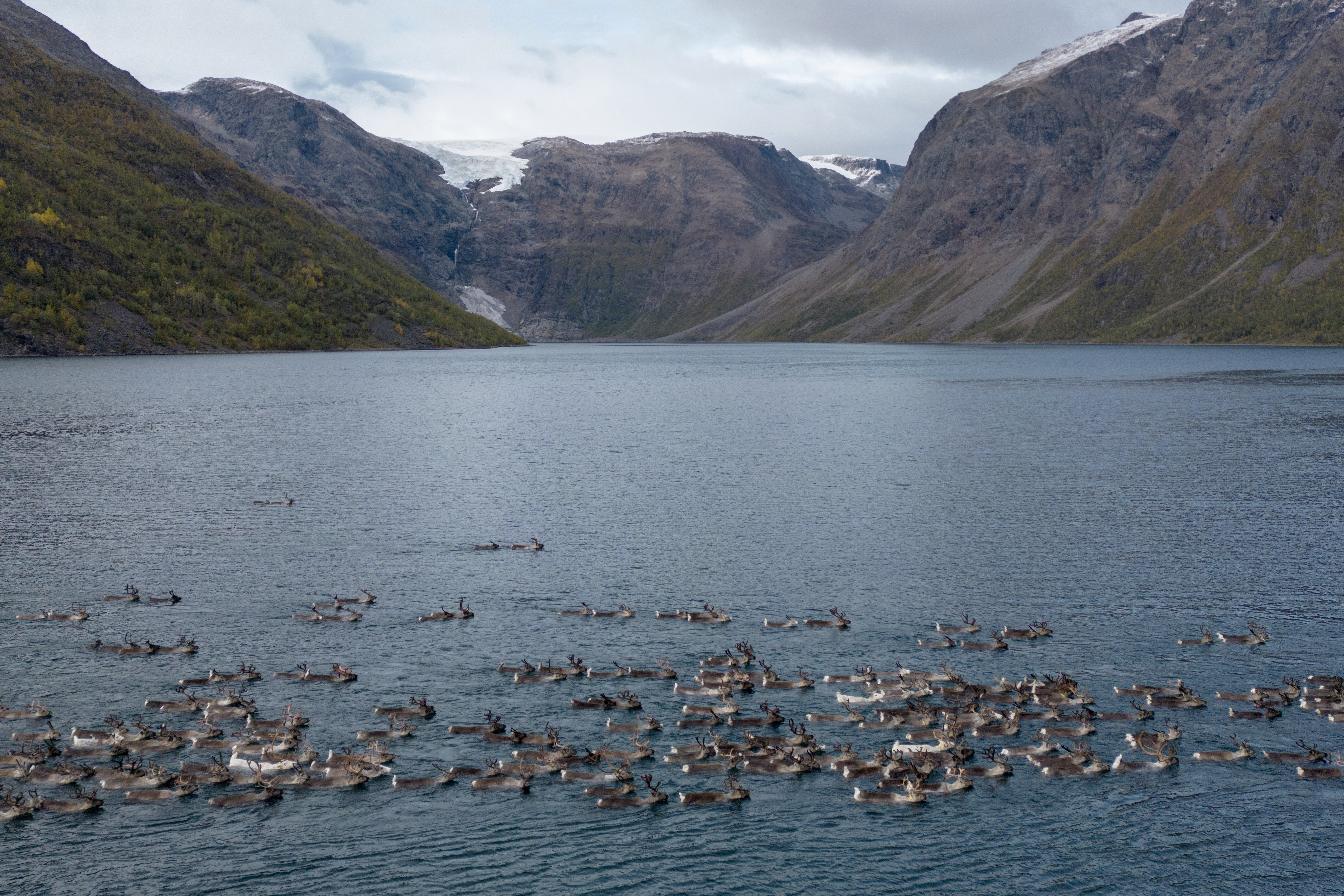 ISBREEN THE GLACIER Reindeer Migration Photo Credit Kvaenangen Adventure