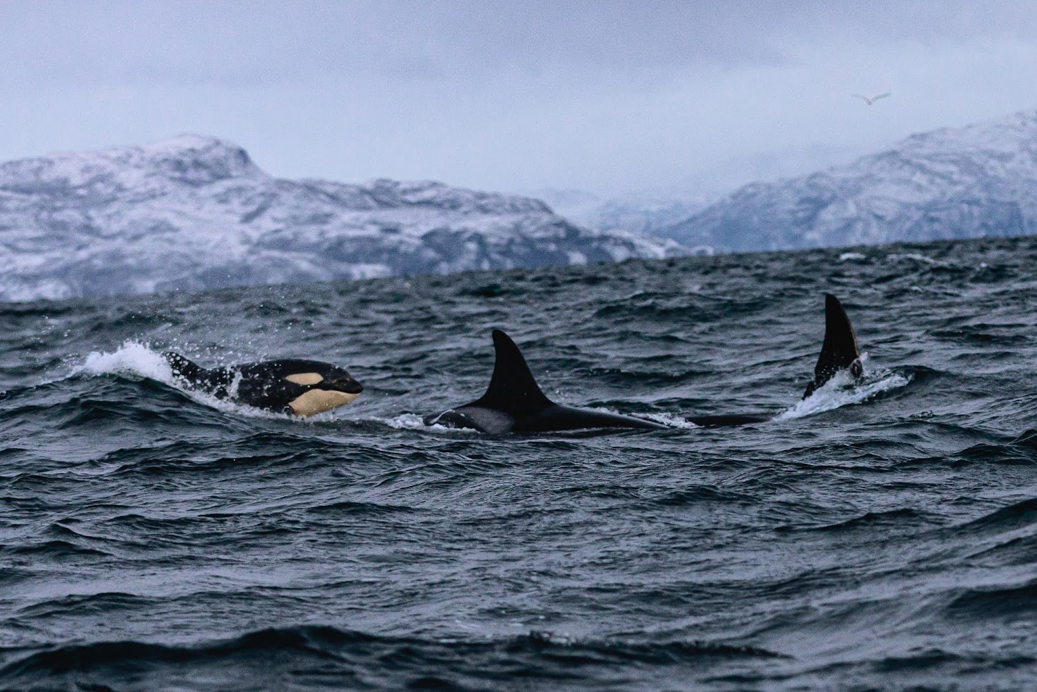 ISBREEN THE GLACIER Whale watching Photo Credit Katie Farr Photography