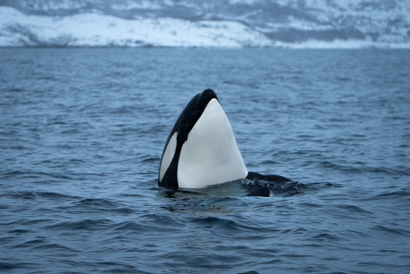 Orcas Photo Credit Theo Stora