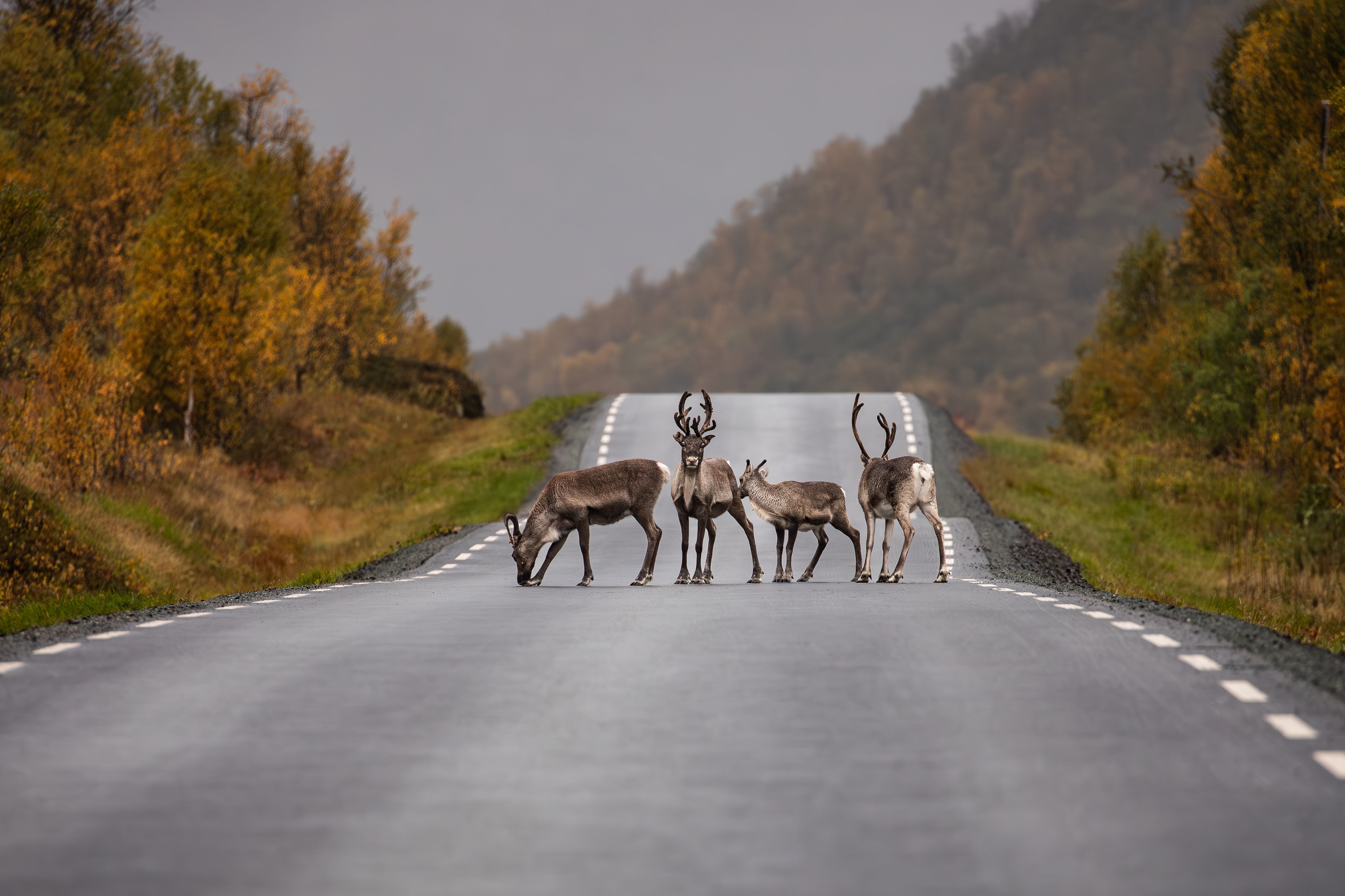 THE LUXURY TRAVEL DESINGER Reindeers Photo Credit Katie Farr Photography