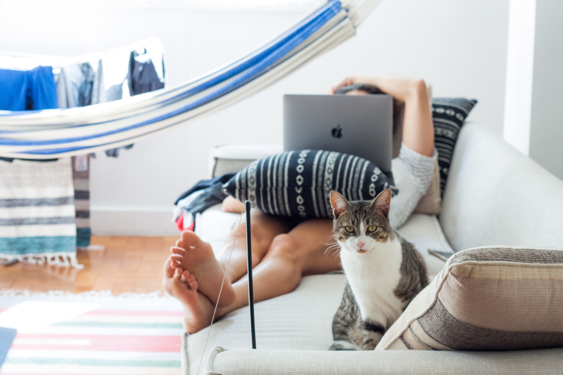 influencer marketing pets