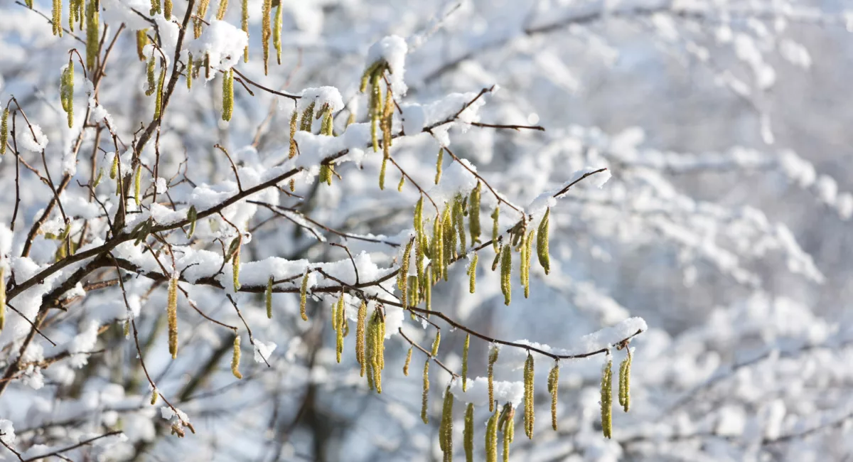 Bungalow huren kerstvakantie Tubbergen Recreatiepark Kaps 