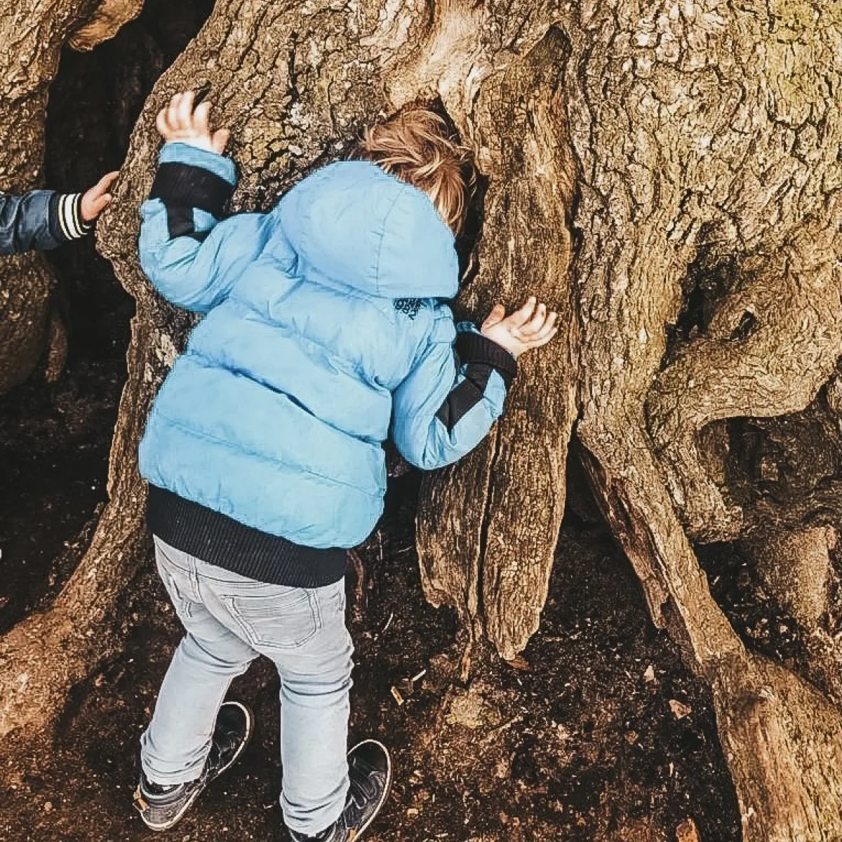 In de boom kijken