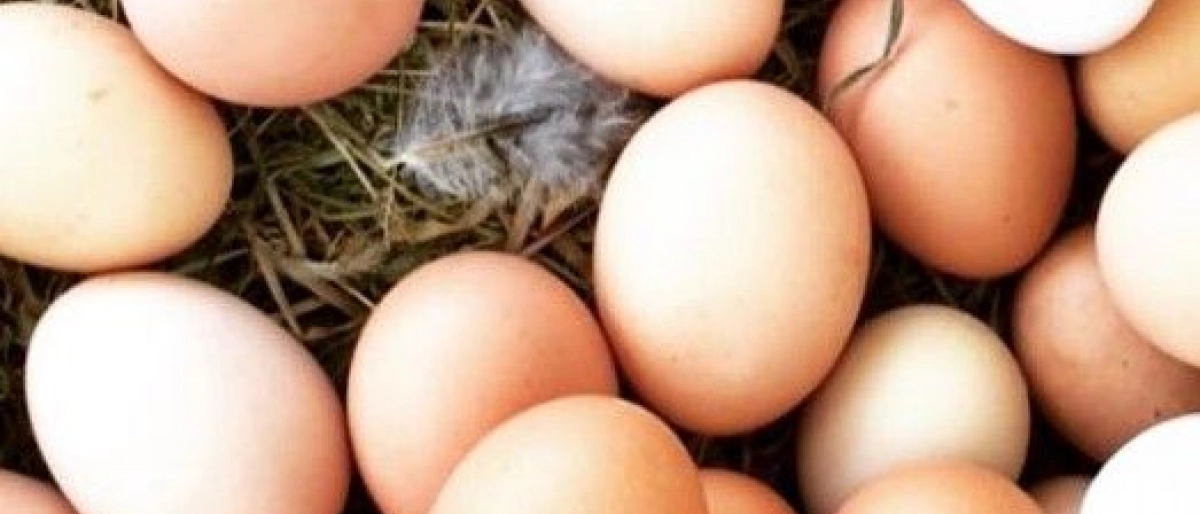 Yumurta hakkında bilinmesi gerekenler
