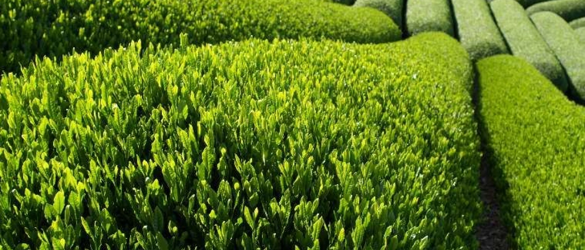 Severek tükettiğimiz ÇAY'ın tarihçesi