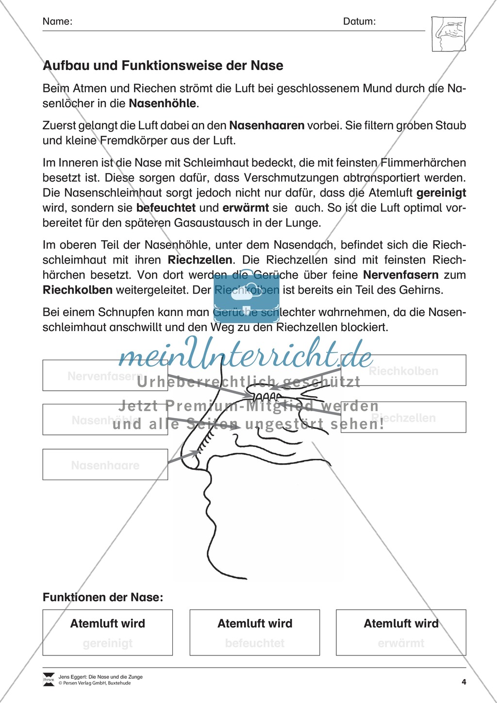 Aufbau und Funktion der Nase: Arbeitsblatt Preview 1