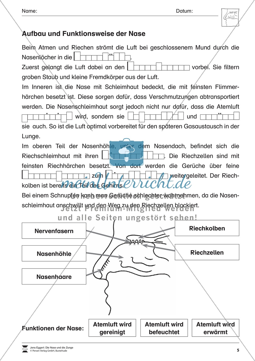 Aufbau und Funktion der Nase: Arbeitsblatt Preview 2
