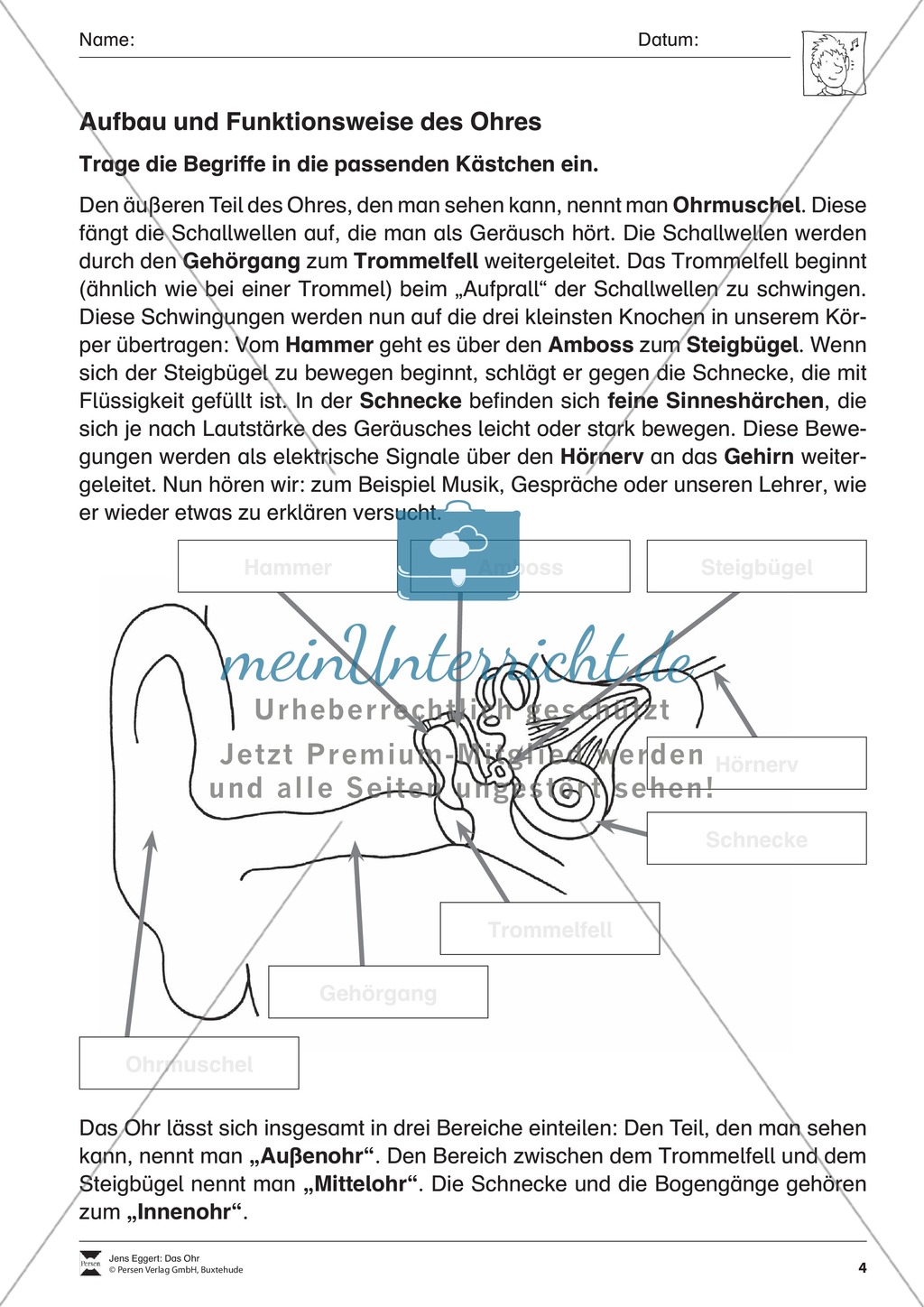 Aufbau und Funktionsweise eines Sinns: Arbeitsblätter und Lösungen Preview 1