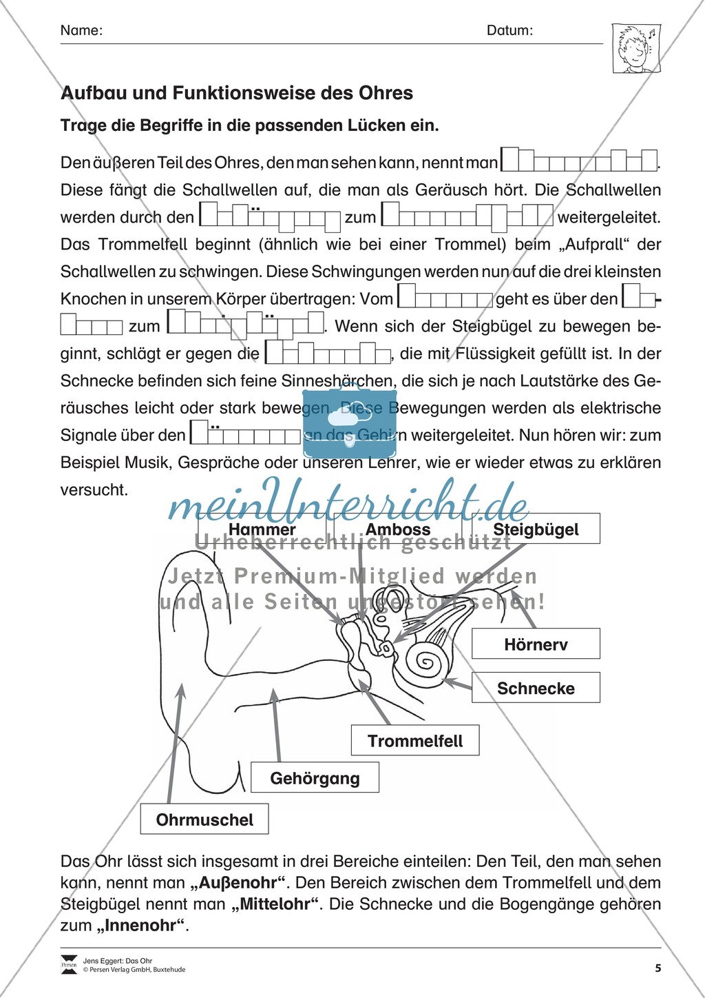 Aufbau und Funktionsweise eines Sinns: Arbeitsblätter und Lösungen Preview 2