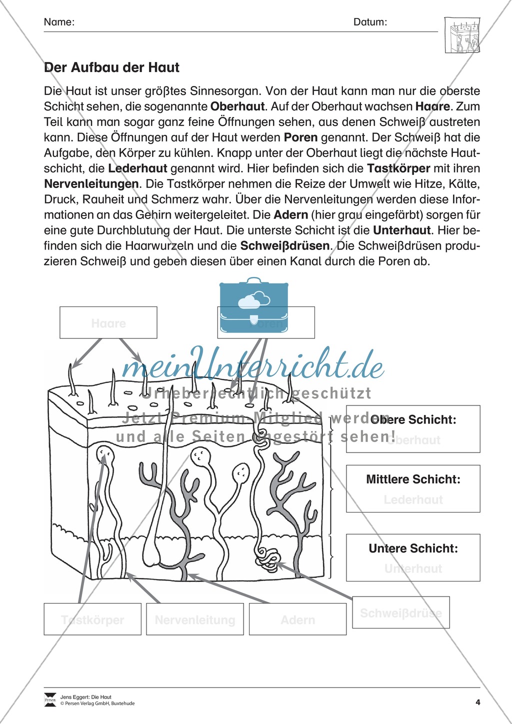 Aufbau der Haut: Übungen + Lösungen Preview 1