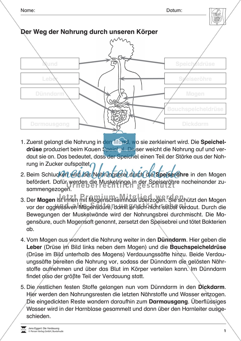 Verdauung: Überblick und Übung Preview 1