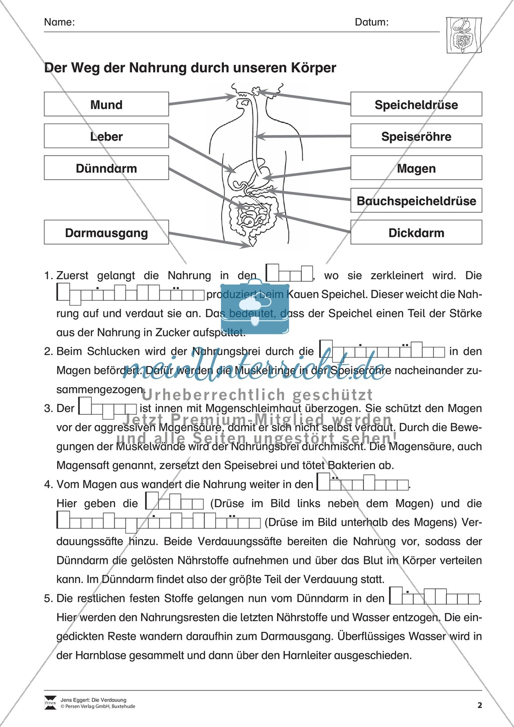Verdauung: Überblick und Übung Preview 2