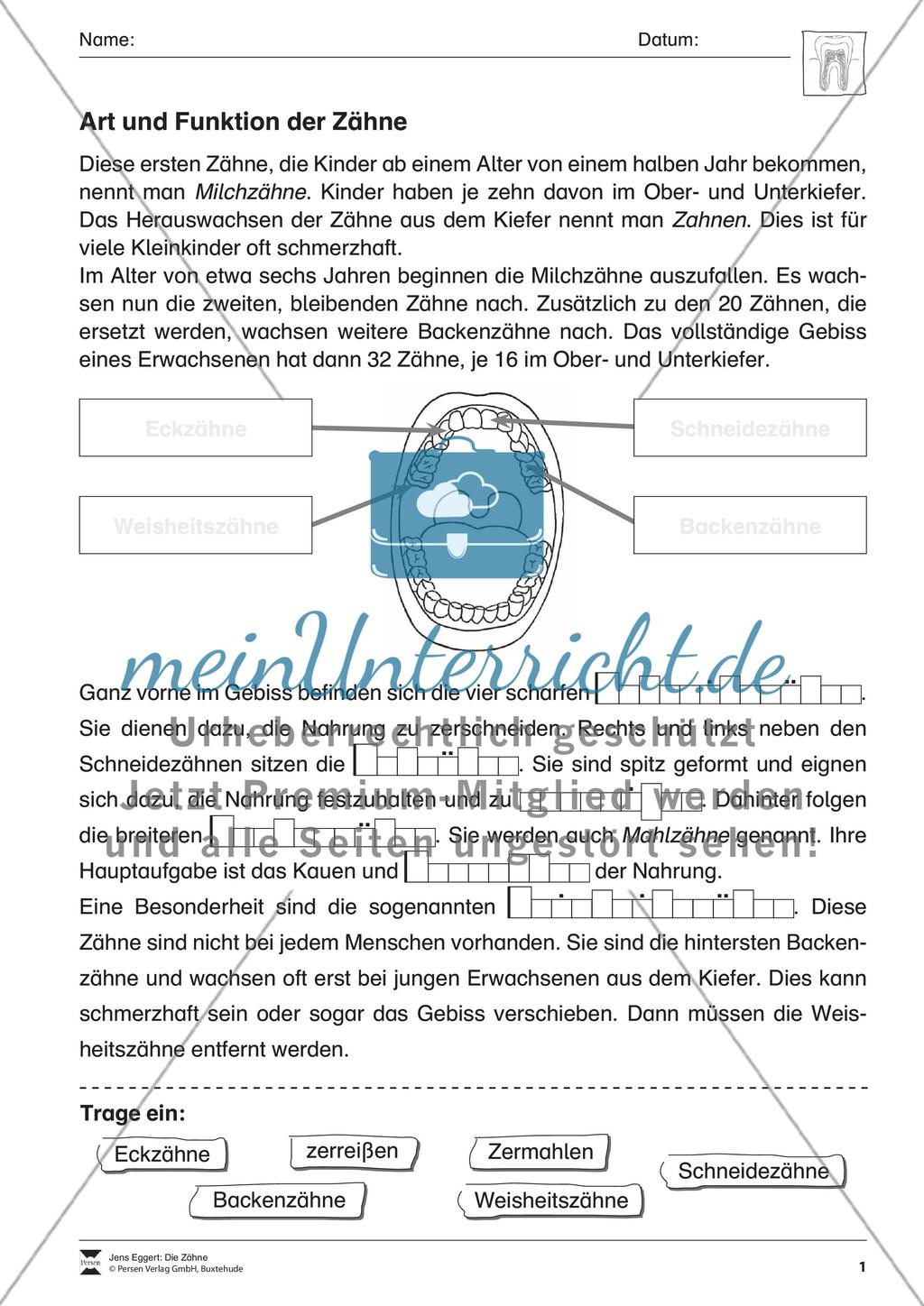 Die Zähne Preview 2