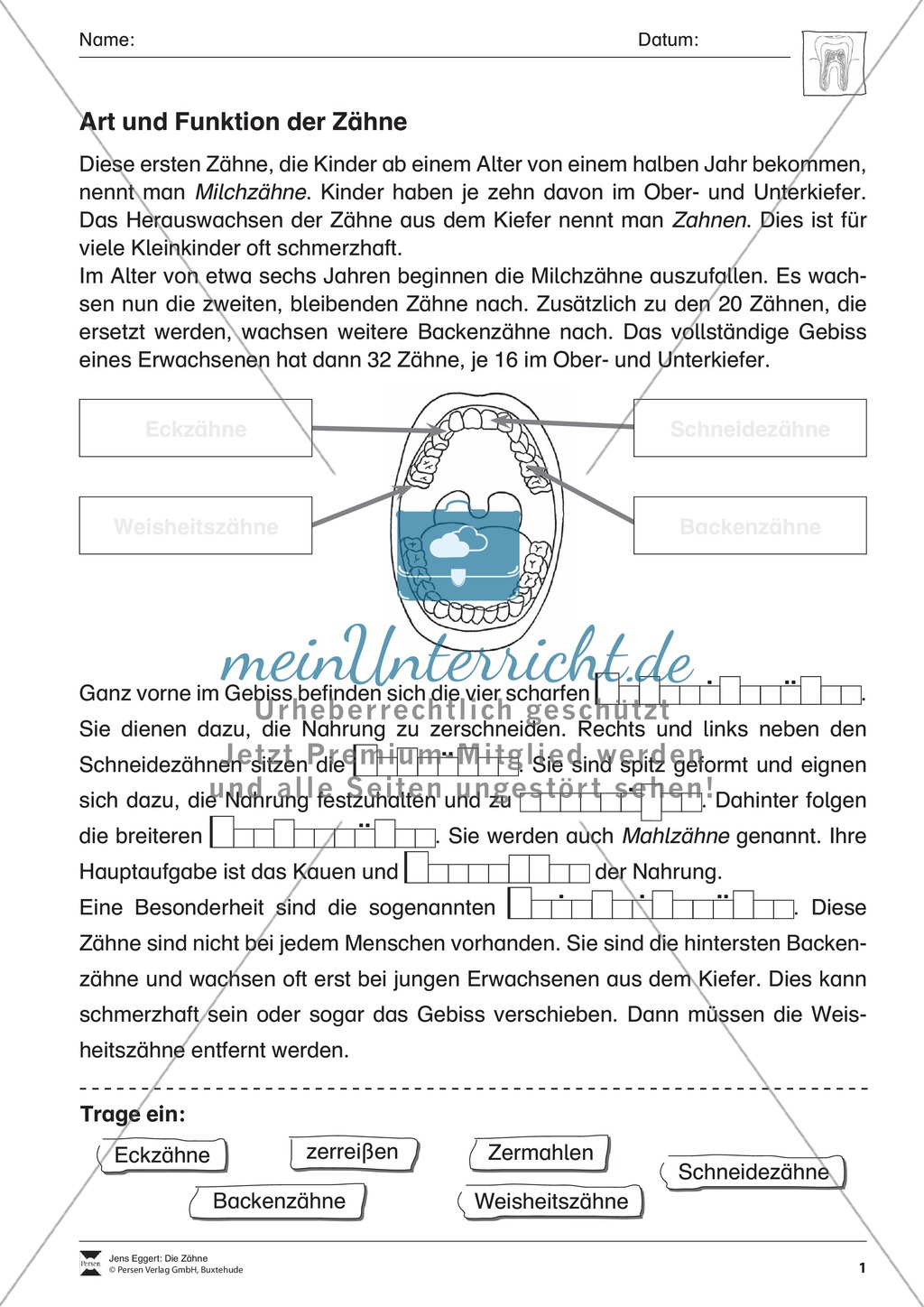 Art und Funktion der Zähne: Arbeitsblatt mit Übungen Preview 1