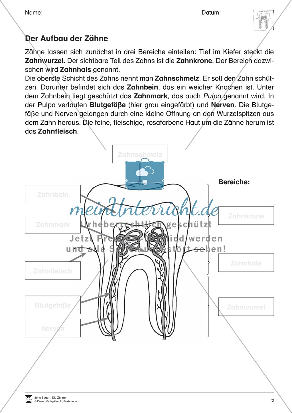 Aufbau der Zähne: Übungen mit Lösungen Preview 1