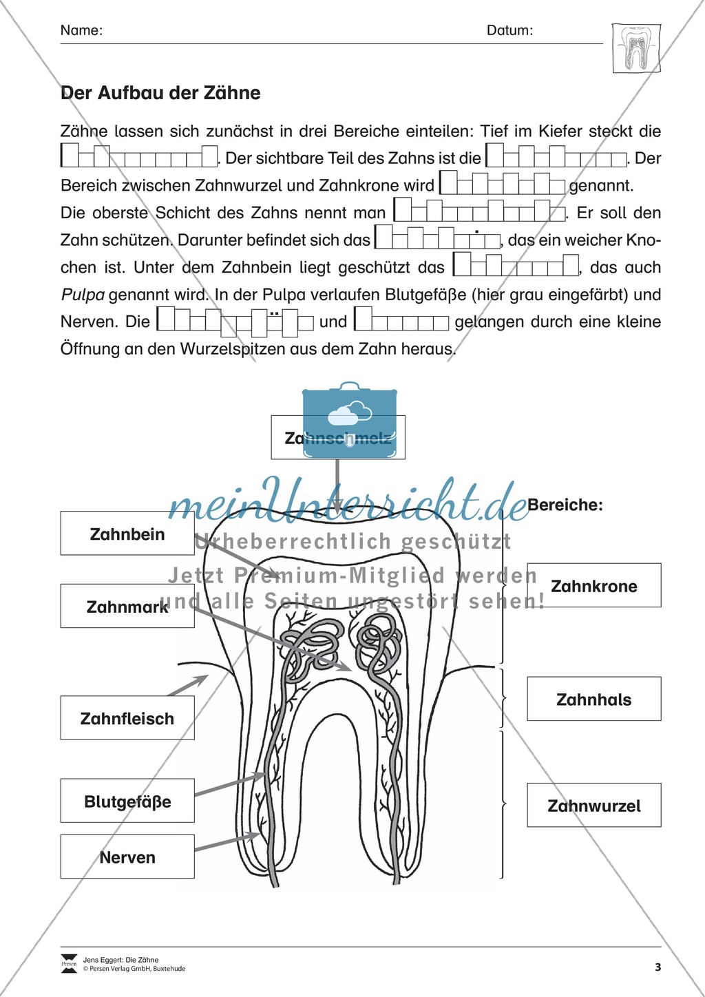 Aufbau der Zähne: Übungen mit Lösungen Preview 2