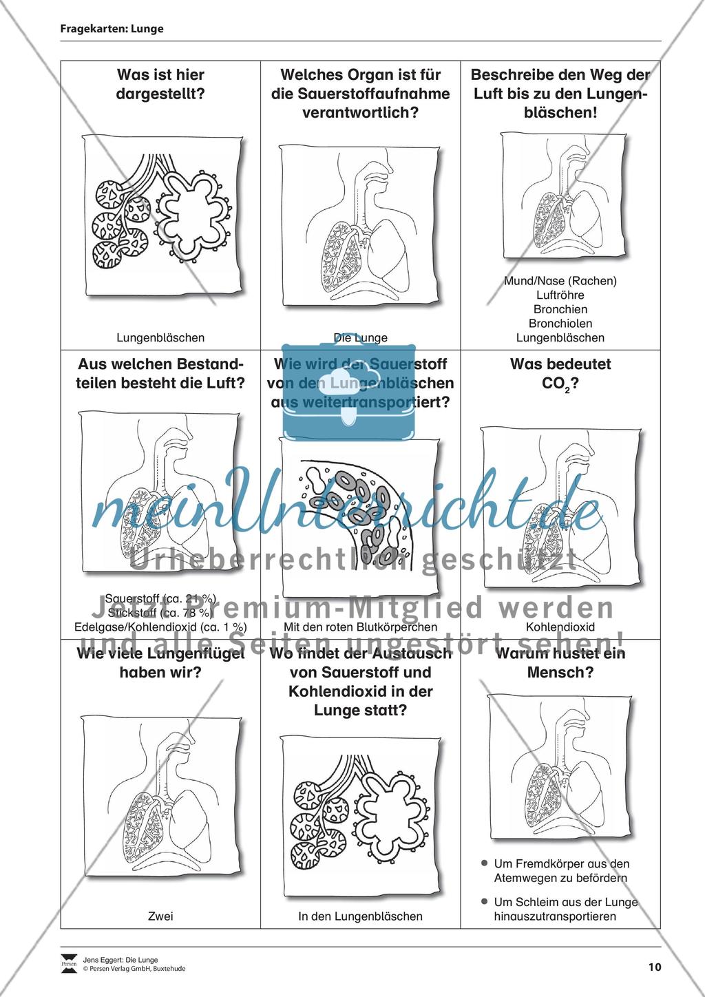Die Lunge Preview 11