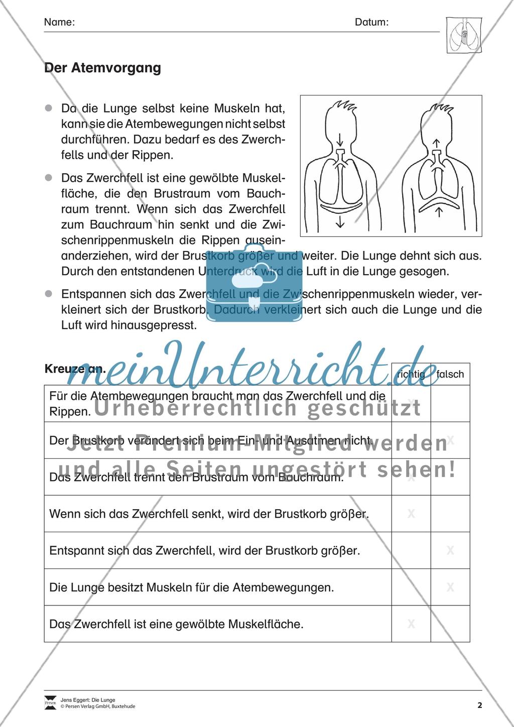 Die Lunge Preview 3