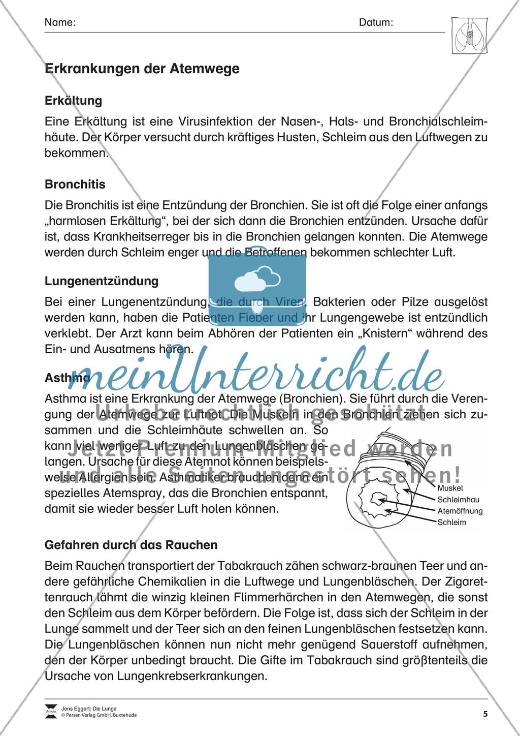 Die Lunge Preview 6