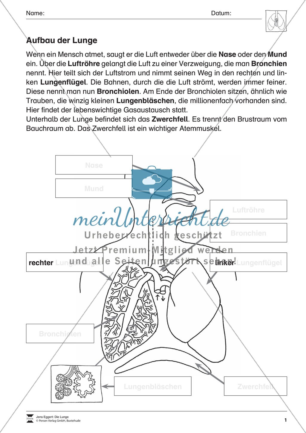 Der Aufbau der Lunge: Überblick und Übung Preview 1