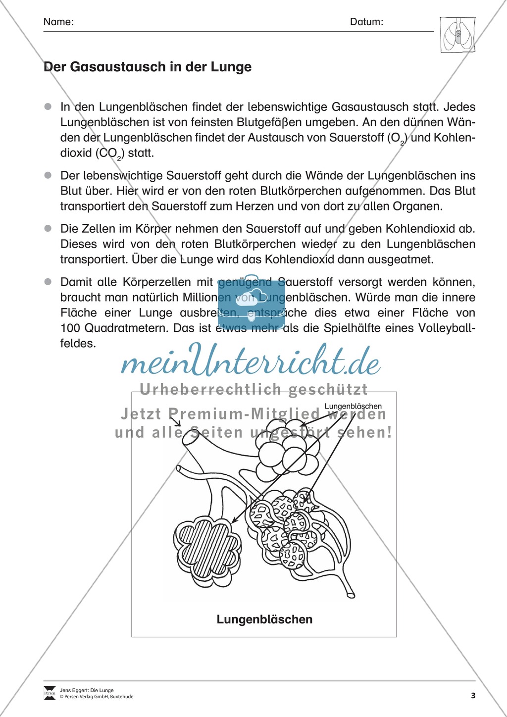 Gasaustausch in der Lunge: Überblick Preview 1
