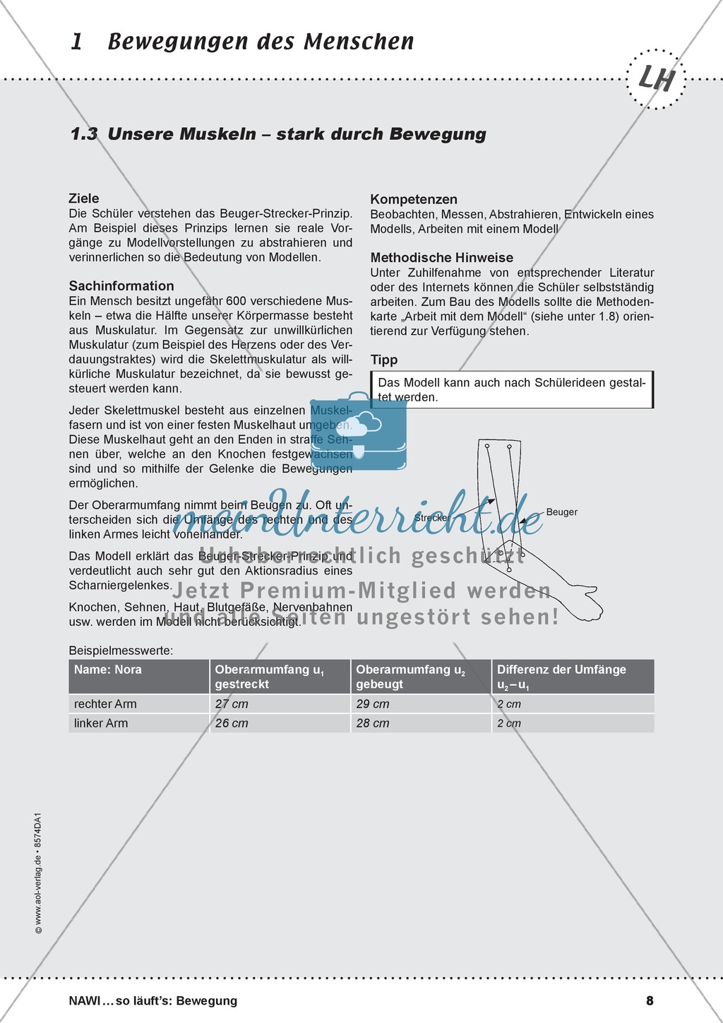 Die Muskulatur: Lehrerübersicht und Schülerarbeitsbogen Preview 1